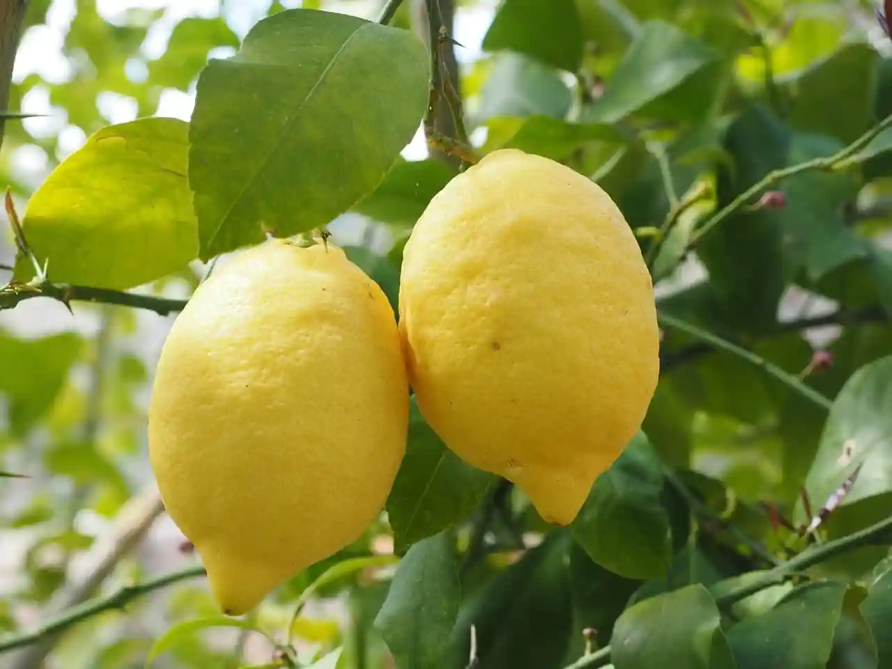 Lemon Baramasi Plant